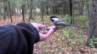 Feeding Birds by Hand Chickadees amp Nuthatches [upl. by Okram758]