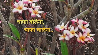 💞 Chafa Bolena  चाफा बोलेना  💞 vikaspethkar [upl. by Shivers]