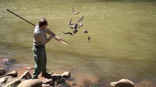 WVDNR prepares for fall trout stocking [upl. by Claudelle]