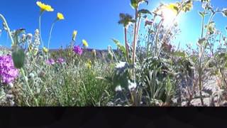 Anza Borrego Desert State Park Wildflowers [upl. by Aicetel]