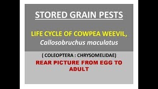 Life cycle of Cowpea weevil Callosobruchus maculatus [upl. by Pigeon]