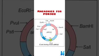 Plasmid vector PBR322 [upl. by Cope333]