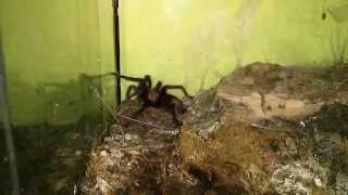 Tarantula tigre de Costa Rica Cyclosternum fasciatum comiendo [upl. by Ally]