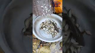 Do you like to eat this kind of fish 这样的鱼你喜欢吃吗 outdoors fishfood fishtrip Xiaomei fishingfun [upl. by Anirav]