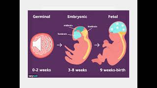 Prenatal Development [upl. by Cirillo]