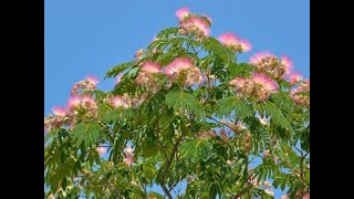 Mimosa Tree [upl. by Yrocej]