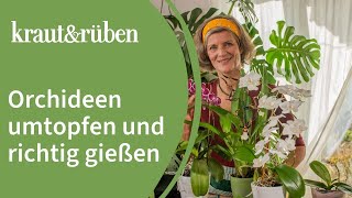 Orchideen umtopfen  Zeitpunkt bestimmen amp Wurzeln richtig zurückschneiden [upl. by Brogle840]