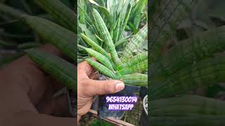 Cylindrica var patula sansevieria Boncel available for sale 200₹ eachcourier 9654130014 whatsapp [upl. by Nuawd]