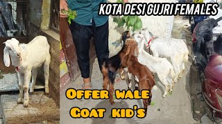 Offer wala Sasta collection  kota desi goats kids available in Masab tank Hyderabad [upl. by Llewxam]