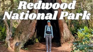 Redwood National Park  Tree Cave [upl. by Kolnick]