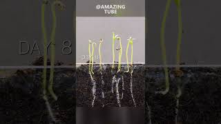 Growing tomato plants timelapse amazingtube [upl. by Iveksarap]