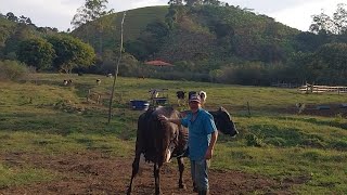 COMEÇOU DA ESTACA ZEROVEJA HOJE O GADO Q TEM TUDO QUE TENHO CONSEGUI COM LEITE [upl. by Irreg]