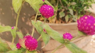 nisha home gardening me aap sabhi ka welcome h [upl. by Nesral786]