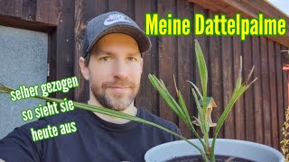 Dattelpalme selber ziehen So sieht meine Palme heute aus und so pflege ich meine Dattel [upl. by Mcculloch]