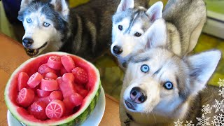 WATERMELON DOG TREAT How to make Frozen DIY Dog Treats  Snacks with the Snow Dogs 34 [upl. by Marasco417]