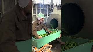 【Sugimoto Tea】Kamairicha PanFired Green Tea Process [upl. by Newbold]