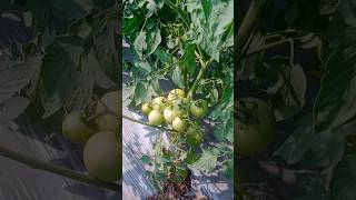 sabse jaldi lagne wali varietyvillage farming subscribe [upl. by Kaete]