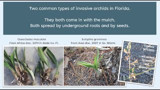 Florida invasive orchids Oseoclades maculate Eulophia graminea [upl. by Loriner361]