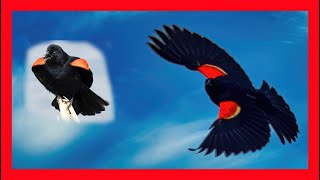 Redwinged Blackbird Song Redwinged Blackbird Call  Tordo Sargento Canto  Agelaius Phoeniceus [upl. by Latsyrd]