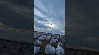 Snow Goose Hunt with Claudio Ongaro huntongaro hevishot duckhunting goosehunting Cabelas [upl. by Natlus769]