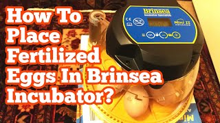 How To Place Fertilized Eggs In Brinsea Incubator [upl. by Metcalf]