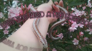 Why You Need A Pet Rosy Boa [upl. by Joliet]