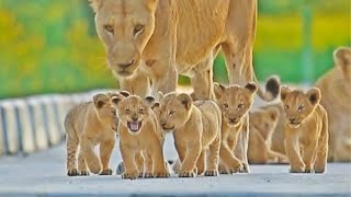 Tiny Lion Cubs Lead Mommy Across Bridge [upl. by Eimme]