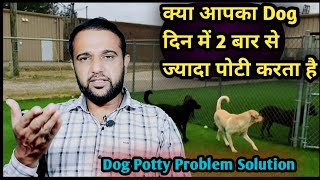 क्या आपका Dog 🐕 दिन में 2 बार से ज्यादा Potty करता है तो ये करें उपाय Problem Solution 😄 [upl. by Nnylram323]