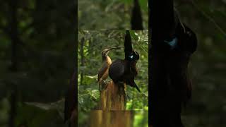 Victorias Riflebird Courtship Dance  CreatureCops [upl. by Nrev]