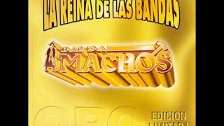 banda machos el mandilon [upl. by Ailekat360]