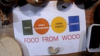 Food from Wood  Project overview by Daniel Ambuehl in english [upl. by Oecile]