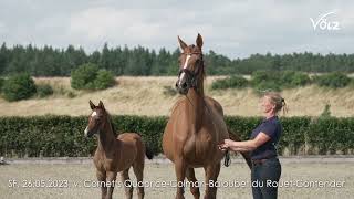 Conny SF v Cornets Quaprice  Colman Baloubet du Rouet [upl. by Linc30]