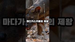 포사 정보   Fossa info [upl. by Jillie]