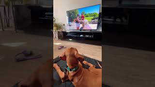 Our vizsla puppy warching TV [upl. by Nosimaj959]