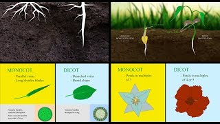 Monocots vs Dicots [upl. by Tome782]