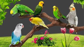 🦜👉Árboles y plantas toxicas y no toxicas PARA LOROS  NINFAS  AGAPORNIS  AVES [upl. by Shipp664]