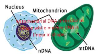 Difference Between Mitochondrial DNA and Nuclear DNA [upl. by Herates]