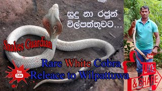 White Cobra released to Wilpattuwa  Snakes Guardian [upl. by Siesser497]