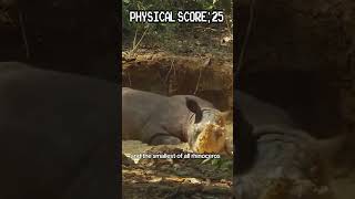 Sumatran Rhinoceros Ranking wildlife animals asia nature [upl. by Lisabet]