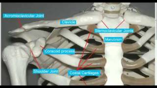 Shoulder Girdle Clavicle Sternum [upl. by Lanfri]