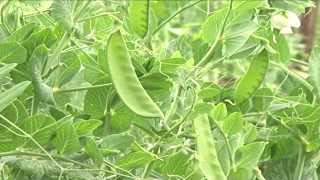 Snow Peas Farming in Kenya K24 Kilimo Biashara Promo [upl. by Skolnik553]