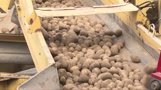 Gov Gianforte visits 4th generation Ronan potato farm on National AG day [upl. by Eelarol]