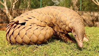 Панголин  Pangolin Энциклопедия животных [upl. by Nosneb]