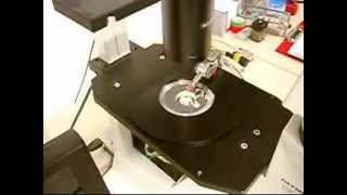 MM3ALMP  Micromanipulator for light microscopy probing applications [upl. by Kania]