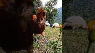 Gallina tirolese 🐔 gallinas montagna asmr grass [upl. by Neztnaj]