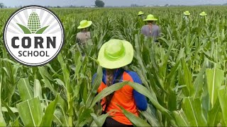 Corn School Detasseling critical for seed production [upl. by Aidyl290]