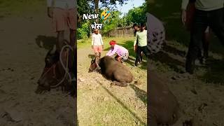 wo sahar me aachuka hai new भेस😂new viralvideo viralshorts trendiglife entry TikTok2devil [upl. by Anaderol]