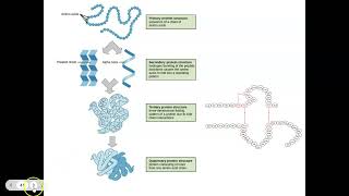 Notes Protein Synthesis Review amp morePart 2IB Bio2024 [upl. by Munn]