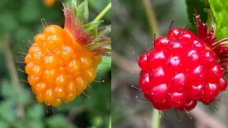 Salmonberry Picking  Delicious Edible Wild Berries 🤤😋😍 berries delicious salmon fruit [upl. by Che119]