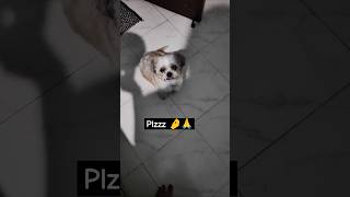 Please 🙏🤌 doglover dogshorts petlover puppylife shihtzu [upl. by Yclek398]